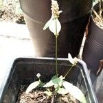 Persicaria maculosa Кветка