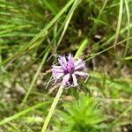 Liatris squarrosa Kukka