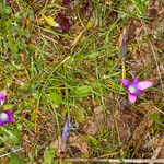 Romulea ligustica Hábitos