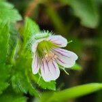 Geranium aculeolatum Flor