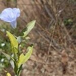 Bonamia spectabilis Sonstige