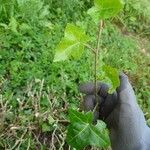 Hedera hibernica पत्ता