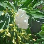 Nerium oleander Květ