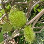 Caesalpinia bonduc Vrucht