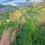 Eupatorium serotinum 花