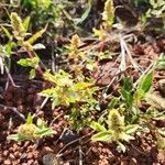 Amaranthus graecizans बार्क (छाल)