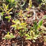 Amaranthus graecizans Φλοιός