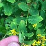 Hypericum tetrapterum Ліст