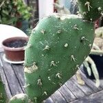 Opuntia maxima Leaf