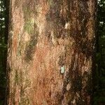 Kutchubaea insignis പുറംതൊലി