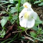 Galeopsis segetum Flower