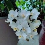 Phalaenopsis amabilis Květ