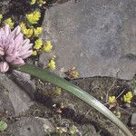 Allium parvum Цветок