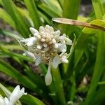 Ophiopogon jaburan Flower