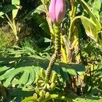 Musa × paradisiaca Flower