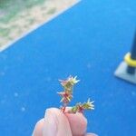 Sedum cespitosum Fleur