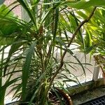 Cordyline stricta ശീലം