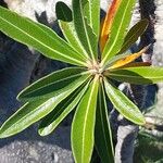 Pachypodium rosulatum Leaf
