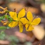 Hypericum australe Blüte