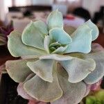 Echeveria runyoniiFulla