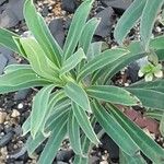 Euphorbia × martini Hostoa