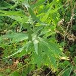 Artemisia douglasiana 葉