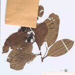 Ocotea rhodophylla Leaf