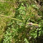 Pulsatilla alpina Leaf
