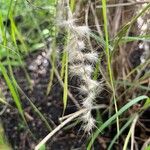 Cenchrus orientalis Fruit