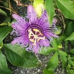 Passiflora incarnataÇiçek