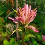 Castilleja miniata Çiçek