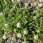 Lepidium heterophyllum Fleur