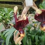 Stanhopea tigrina 花