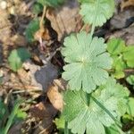 Geranium rotundifolium Leaf