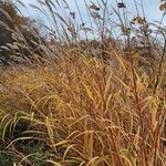 Miscanthus sacchariflorus Лист