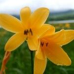 Hemerocallis dumortieri Flower