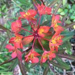 Euphorbia griffithii Flor