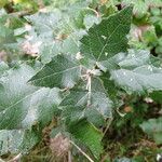 Populus alba Leaf