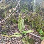 Asplenium trichomanes Blad