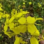 Erysimum rhaeticumBlüte