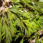 Calliandra bijuga Ліст