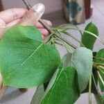 Populus ciliata Leaf