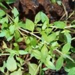 Mecardonia procumbens List