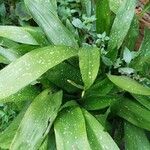 Aspidistra lurida List