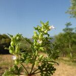 Teucrium botrys പുറംതൊലി