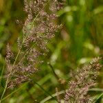 Calamagrostis canescens 花