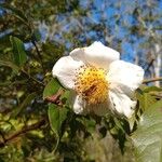 Rosa laevigata Flower