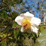 Rosa laevigata 花