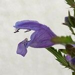 Dracocephalum moldavica Flor
