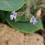 Salvia aegyptiaca 花